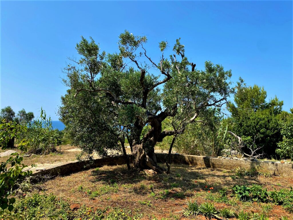 Ulivo secolare immerso nella macchia mediterranea del Salento